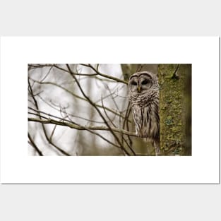 Barred Owl - Presqu'ile Park Posters and Art